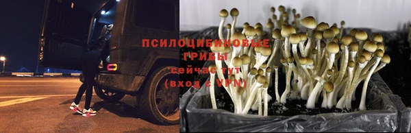 а пвп мука Богданович